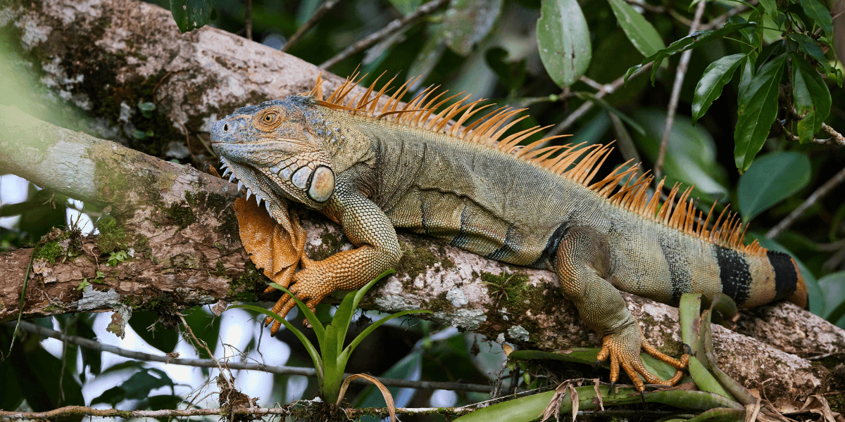 Historic Cold Snap in South Florida Leads to “Cold‑Stunned” Iguanas and Wildlife Response