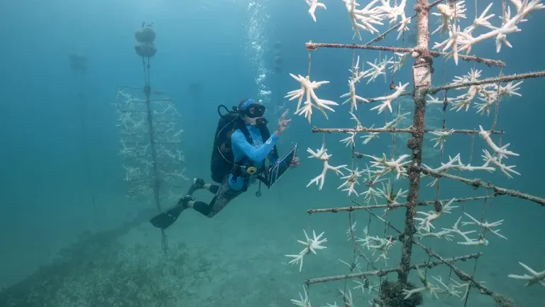 Coral