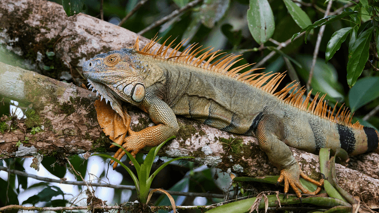 Historic Cold Snap in South Florida Leads to “Cold‑Stunned” Iguanas and Wildlife Response