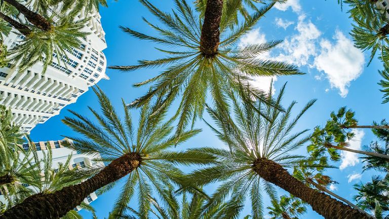 Casiola Miami Summer Cover
