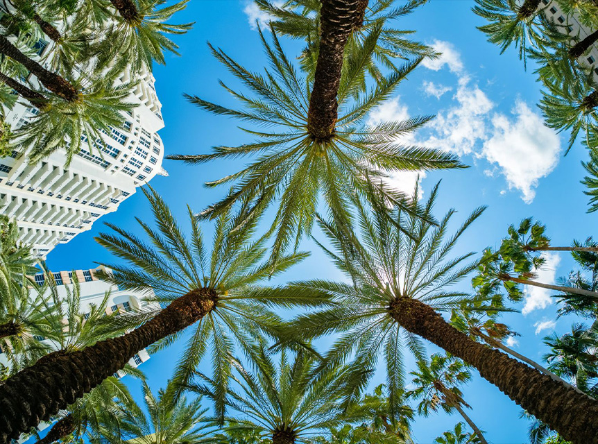 Casiola Miami Summer Cover