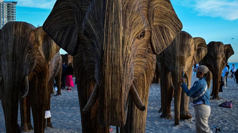 Elephant