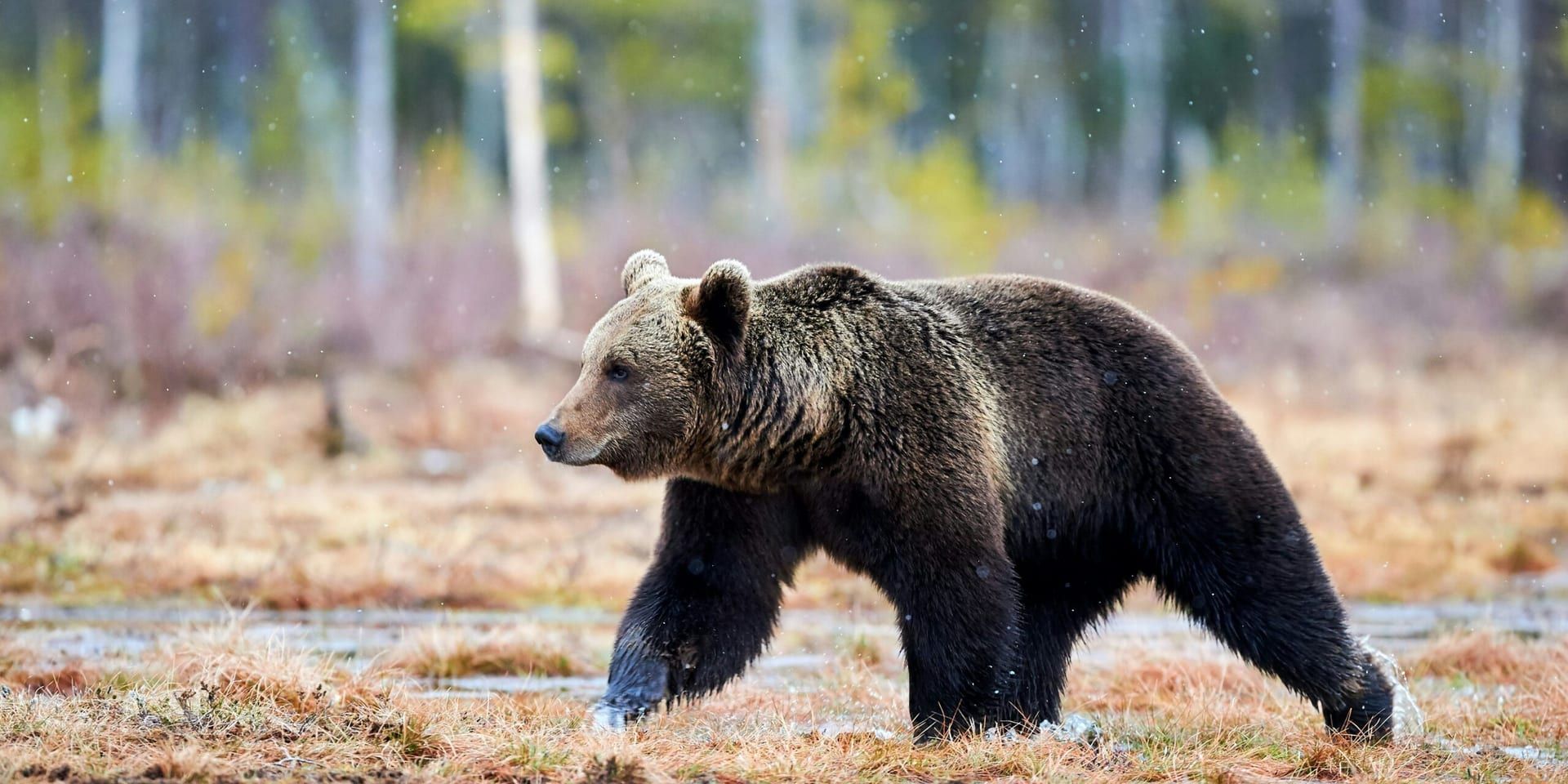 Controversial Black Bear Hunt Approved Amid Rising Concerns