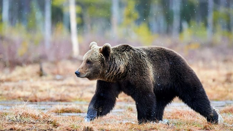 Controversial Black Bear Hunt Approved Amid Rising Concerns