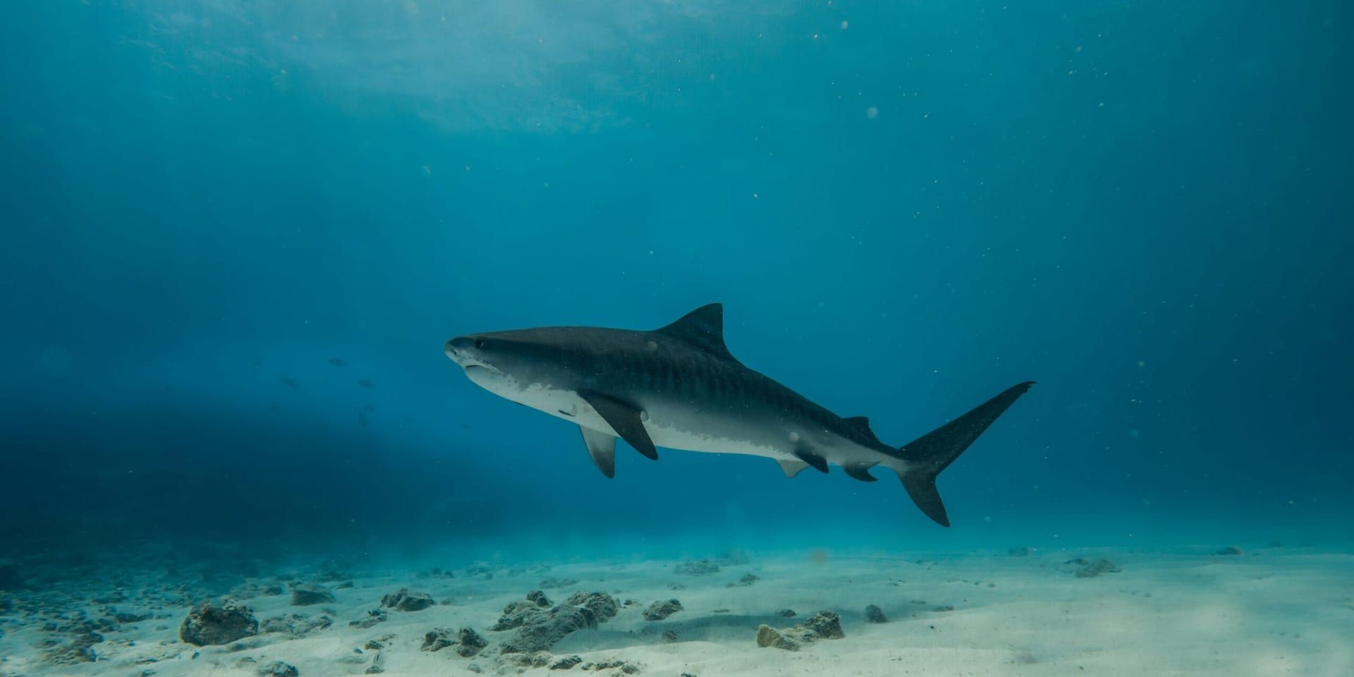 Florida Tech Researcher Featured on National Geographic’s SharkFest: A Deep Dive Into Bull Shark Conservation