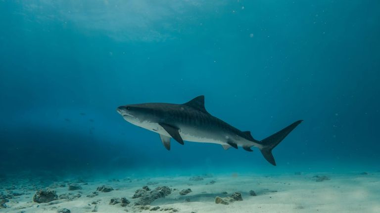 Florida Tech Researcher Featured on National Geographic’s SharkFest: A Deep Dive Into Bull Shark Conservation