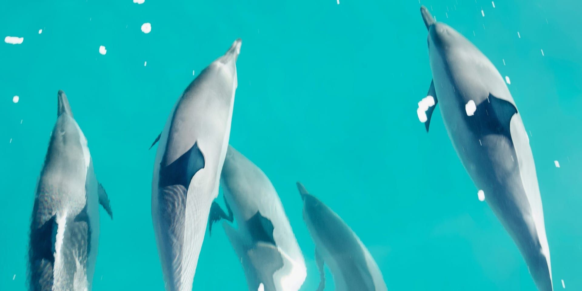 Miami Dolphins Announce Preseason Schedule and Roster Changes