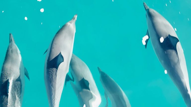 Miami Dolphins Announce Preseason Schedule and Roster Changes