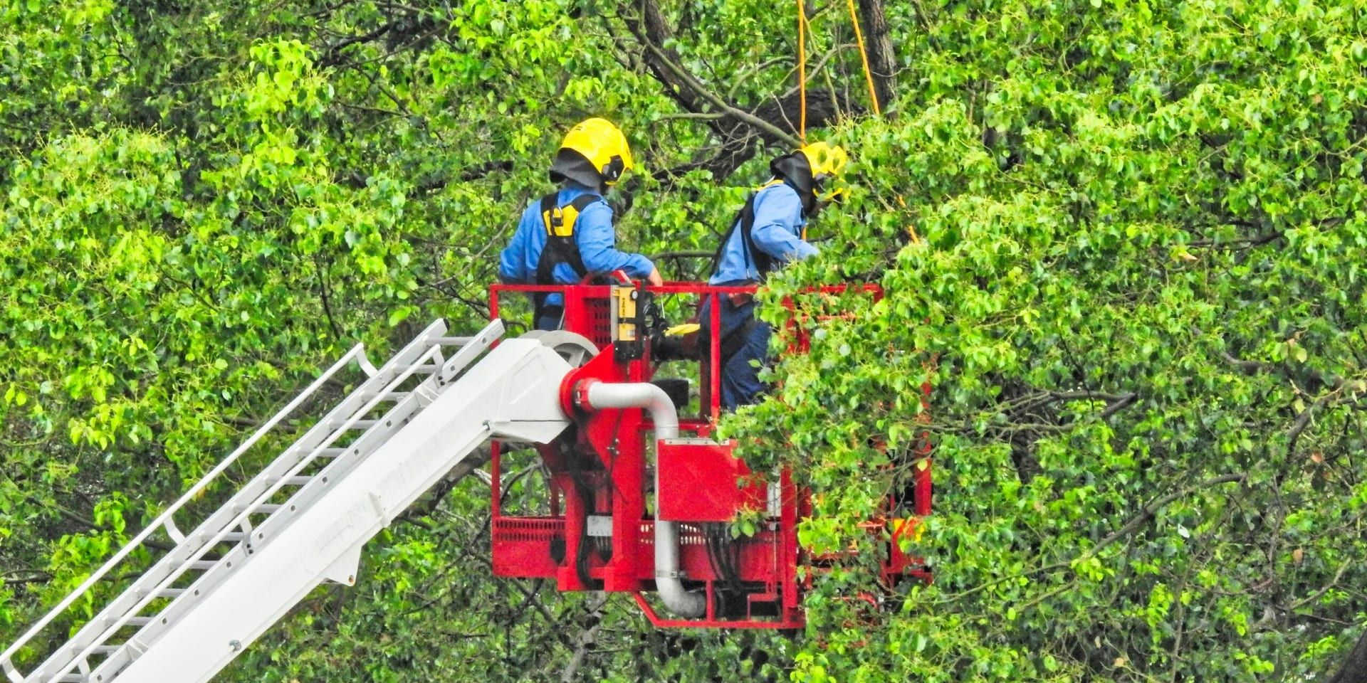 Miami-Dade Fire Rescue Responds to Fatal Tree Trimming Incident
